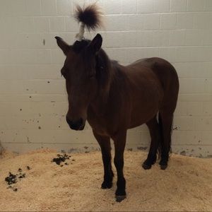 Meet your Posher, Darlene